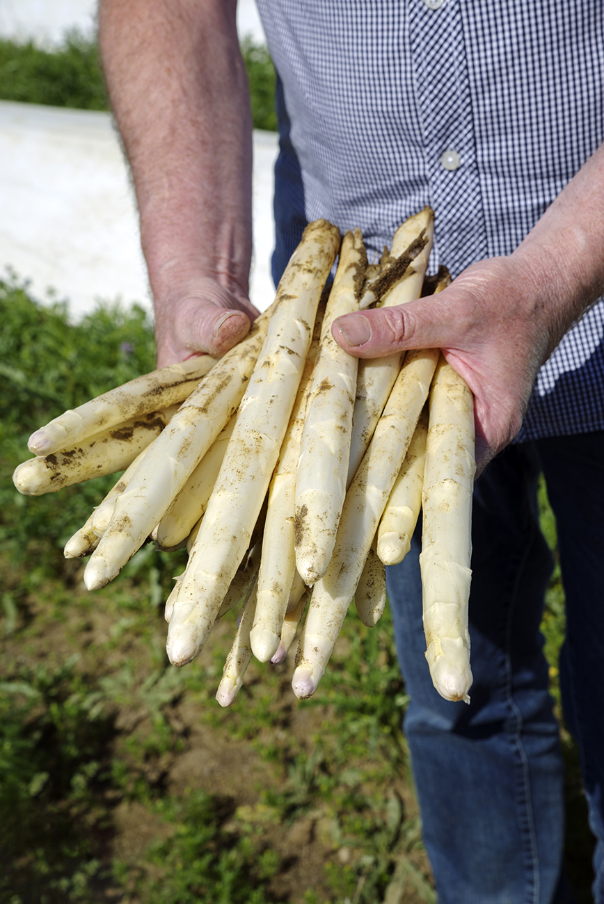 Spargel ernte feld foto
