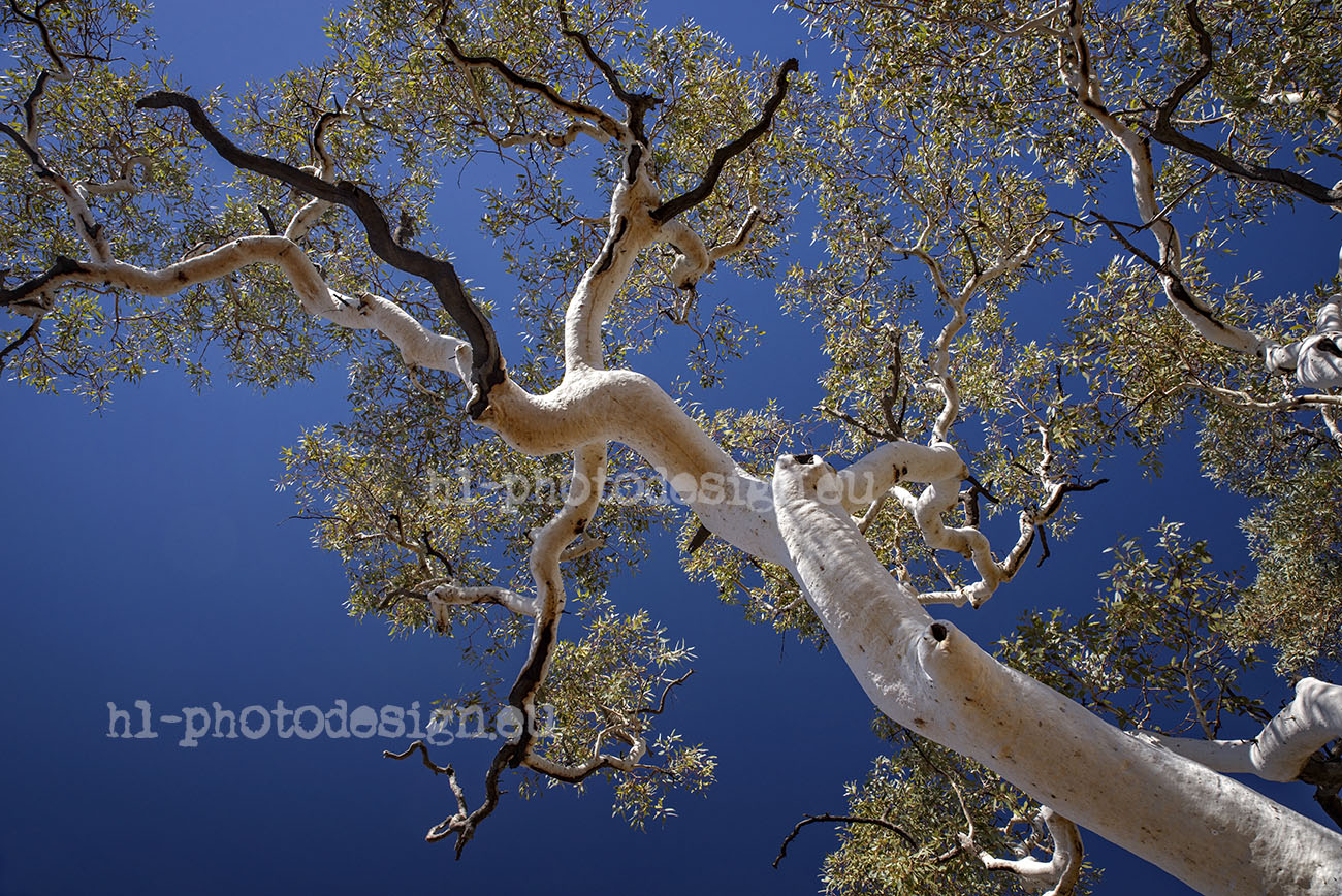 Australia eucalyptus